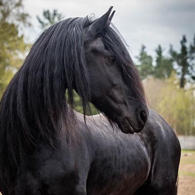 czarny duży koń stojący na tle betonowego ogrodzenia i drzew